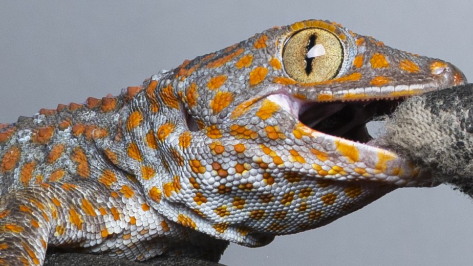 大守宮｜Gekko gecko (3).jpeg