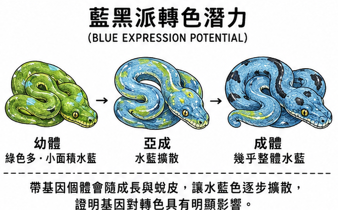 Mi Casita Reptile-綠樹蟒-爬蟲-01.png
