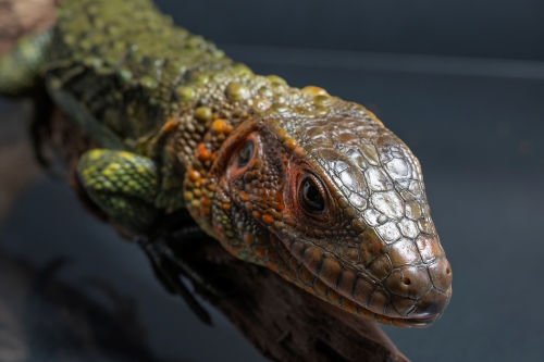 秘魯鰐蜥｜Dracaena guianensis (4).jpg