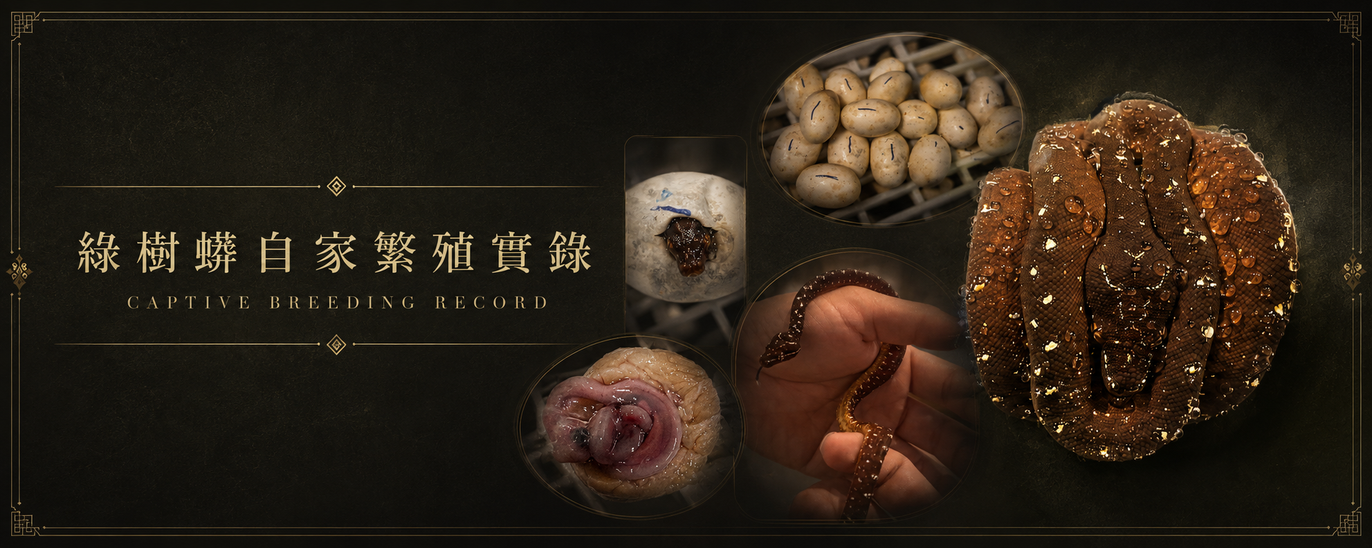 高雄爬蟲-爬蟲餐廳 高雄爬蟲-爬蟲餐廳