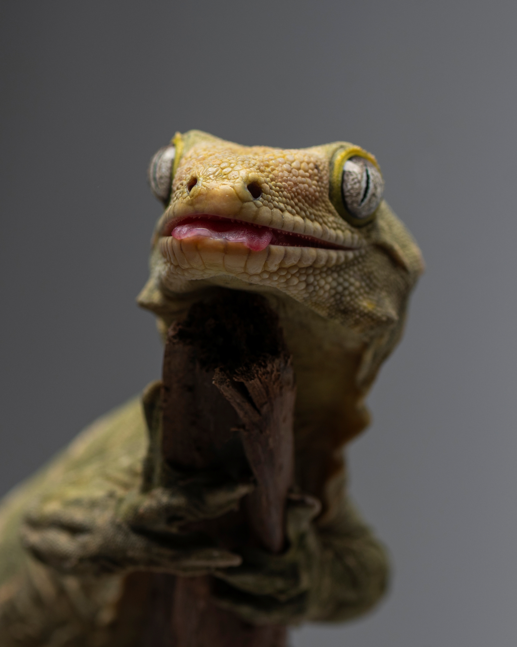 巨人守宮|Rhacodactylus leachianus2