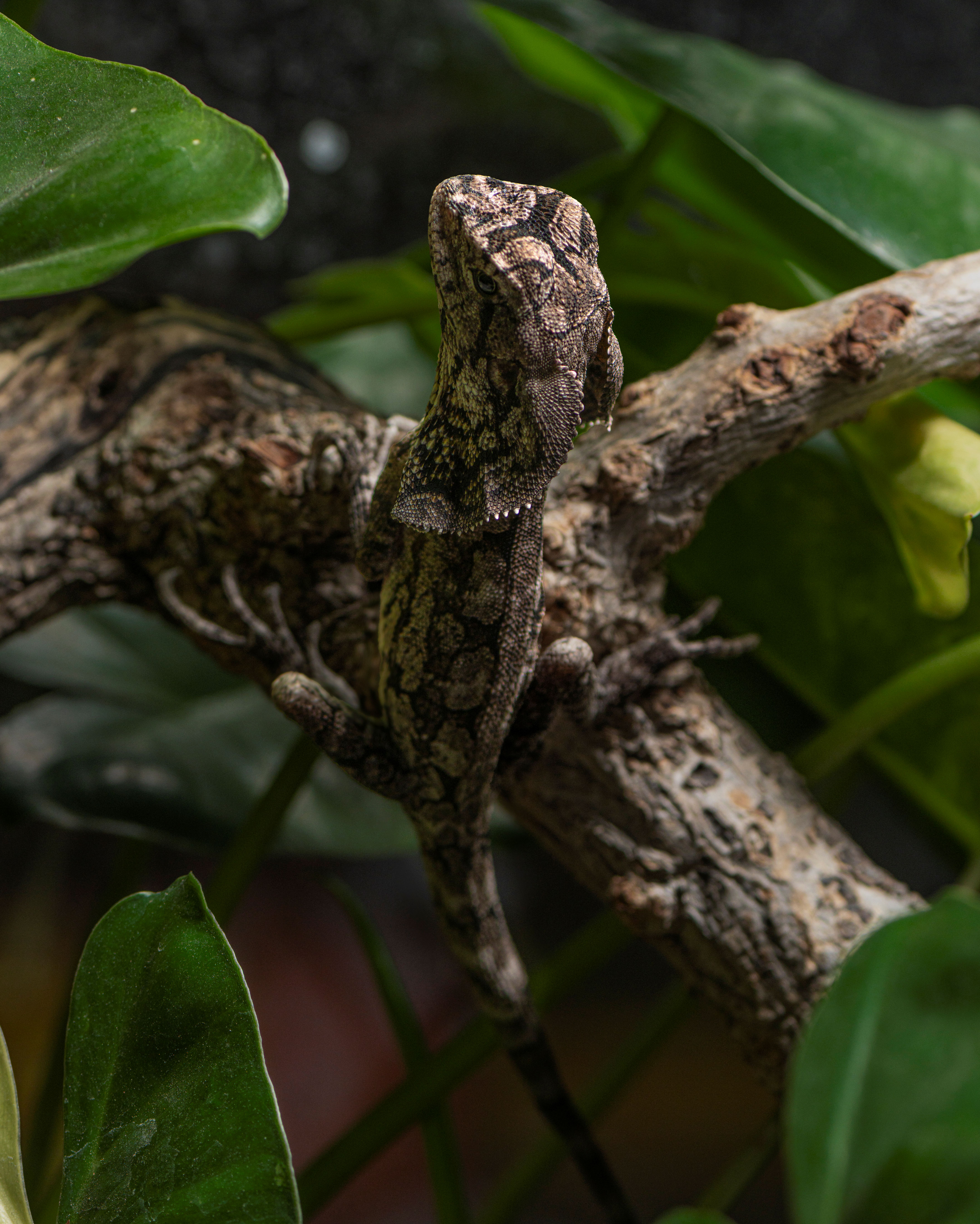 Chlamydosaurus kingii (1).jpg