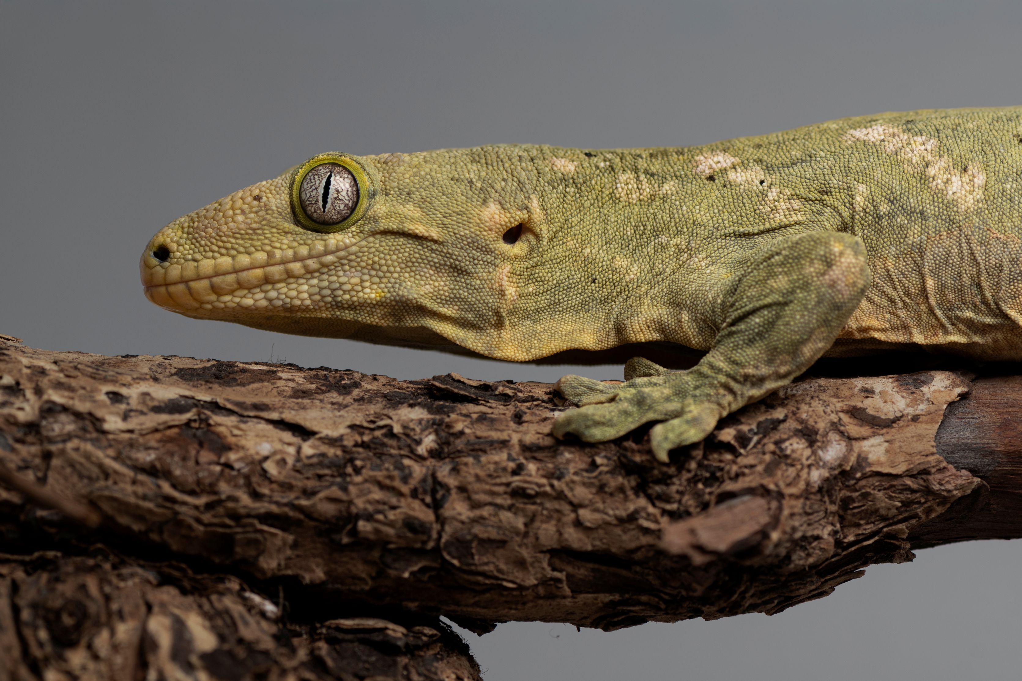 巨人守宮｜Rhacodactylus leachianus