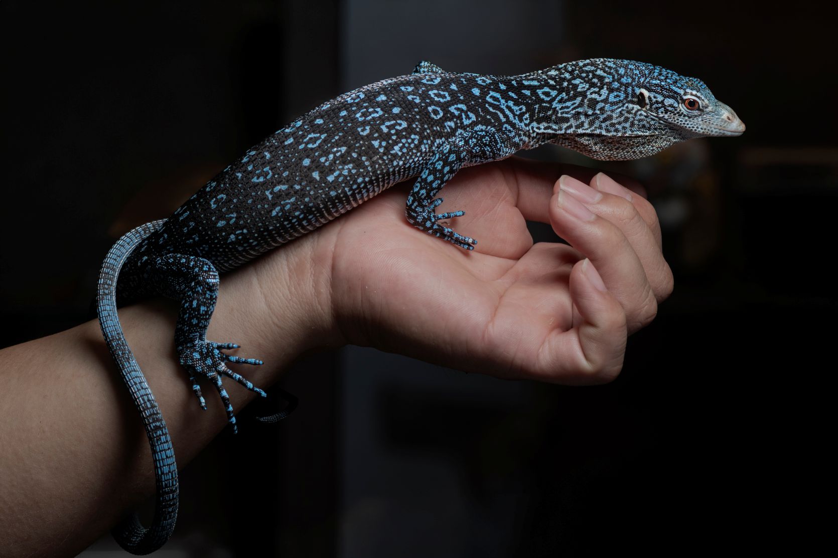 藍樹巨蜥-Varanus macraei (1).jpg