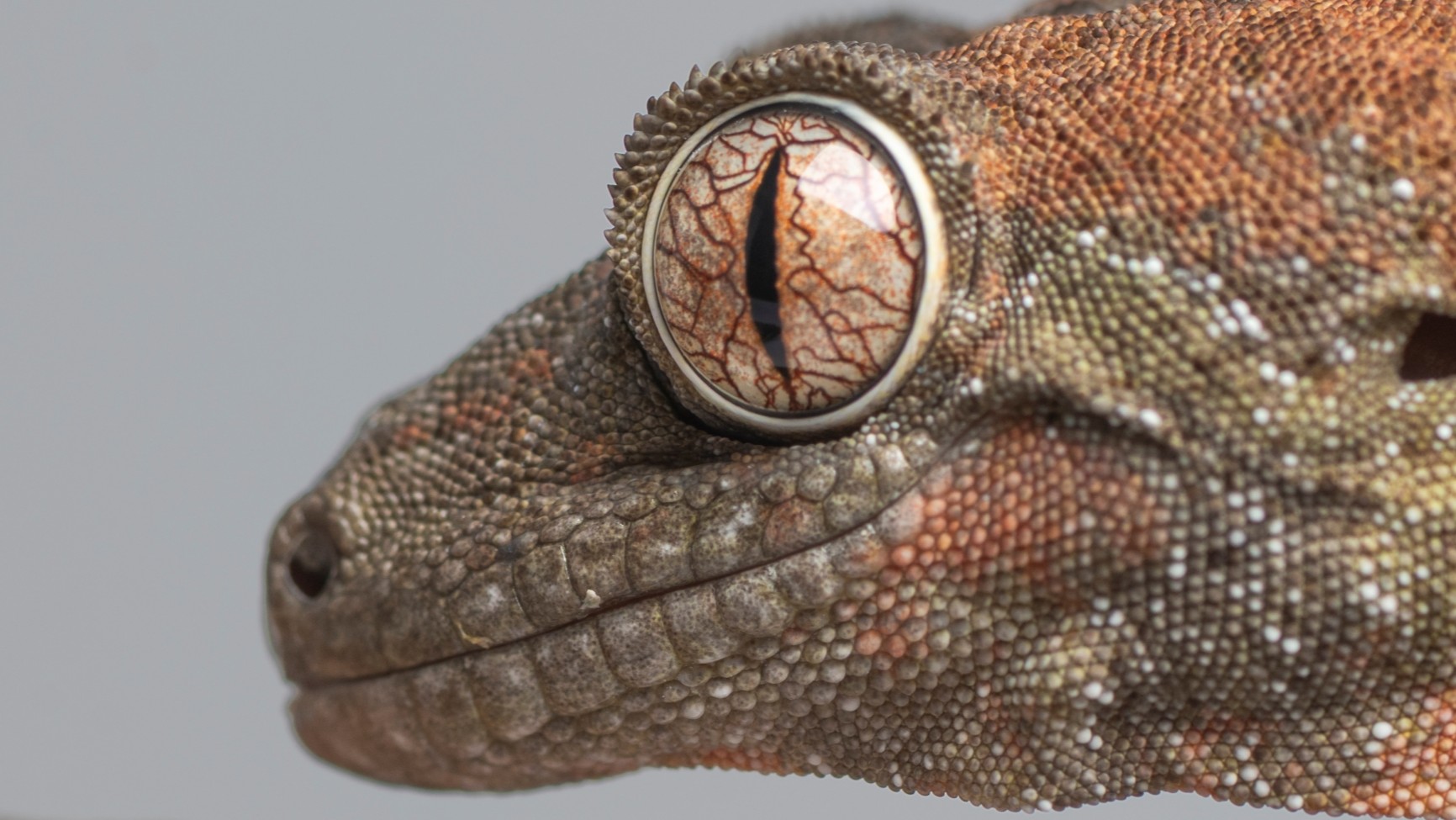 魔物守宮|Mniarogekko chahoua4