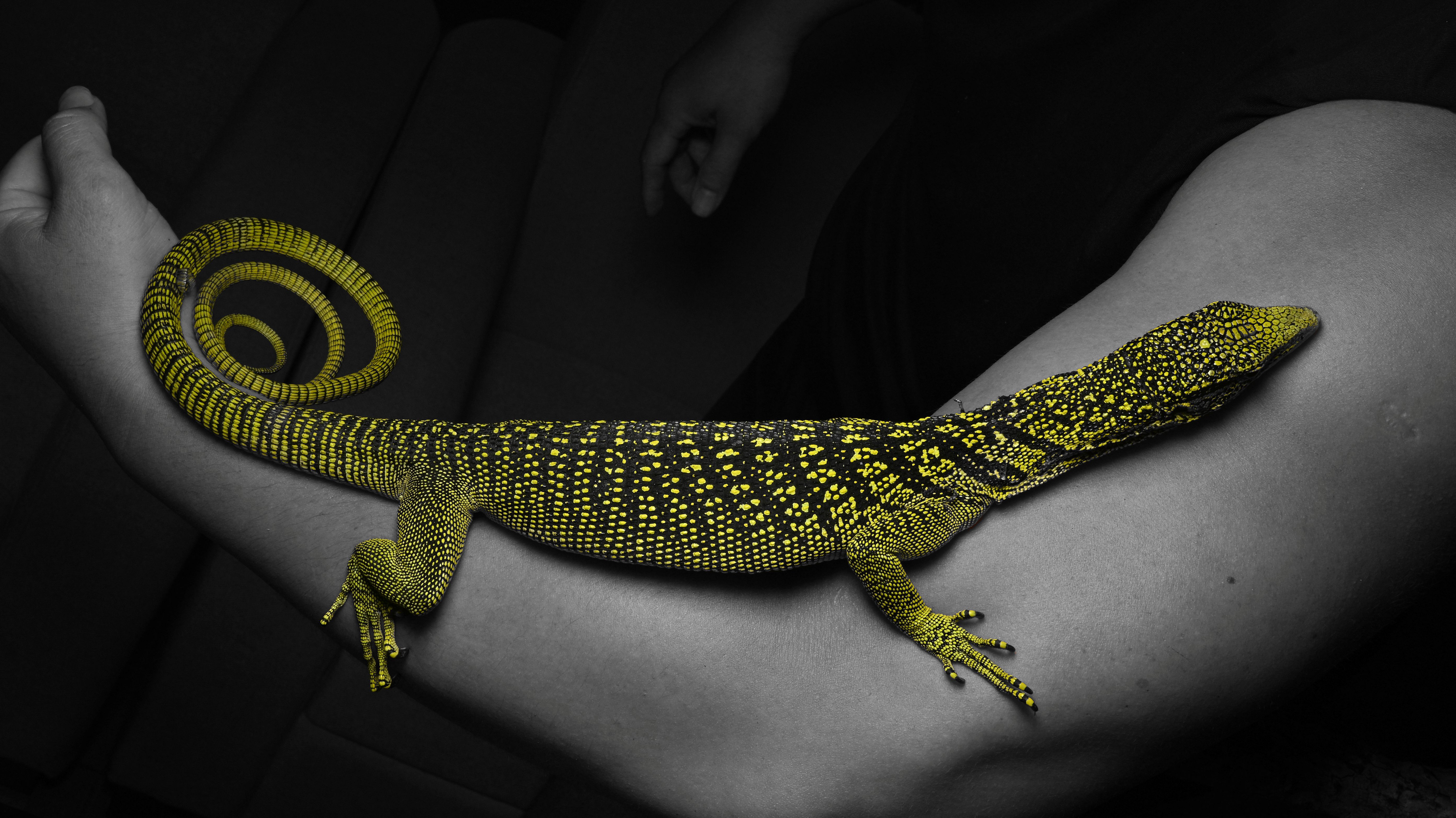 瑞氏巨蜥攀爬於樹幹上-Varanus reisingeri