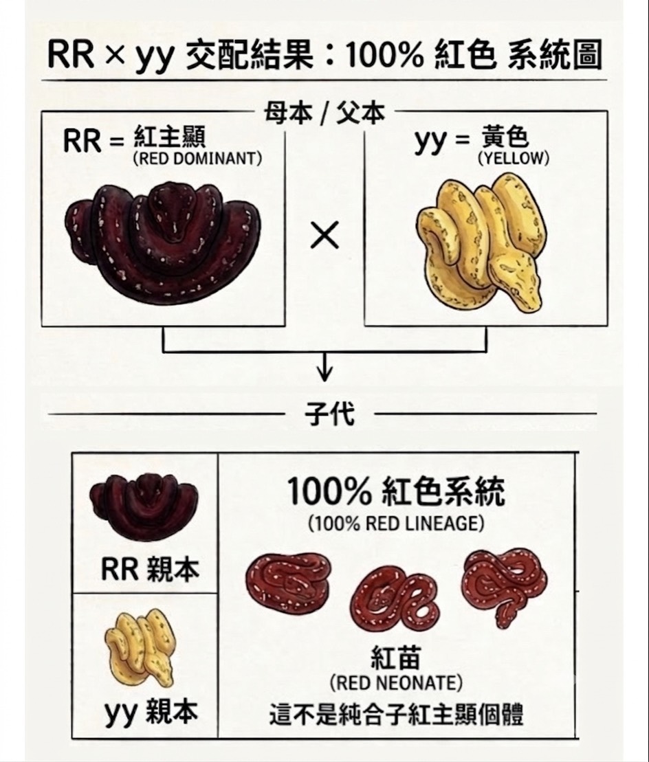 母本-父本.jpg
