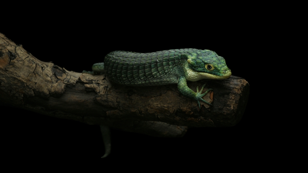 綠樹鱷蜥-Abronia graminea-1