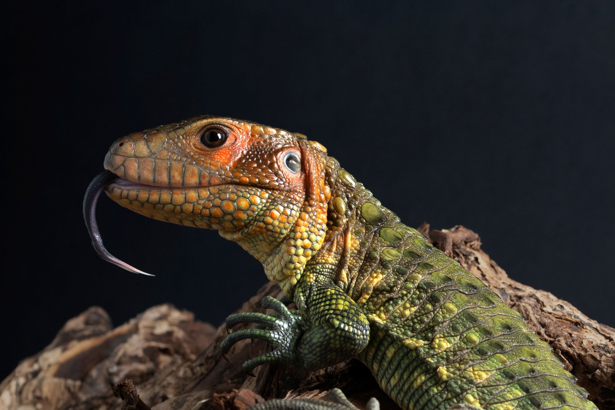 高雄爬蟲-秘魯鰐蜥-頭部特寫