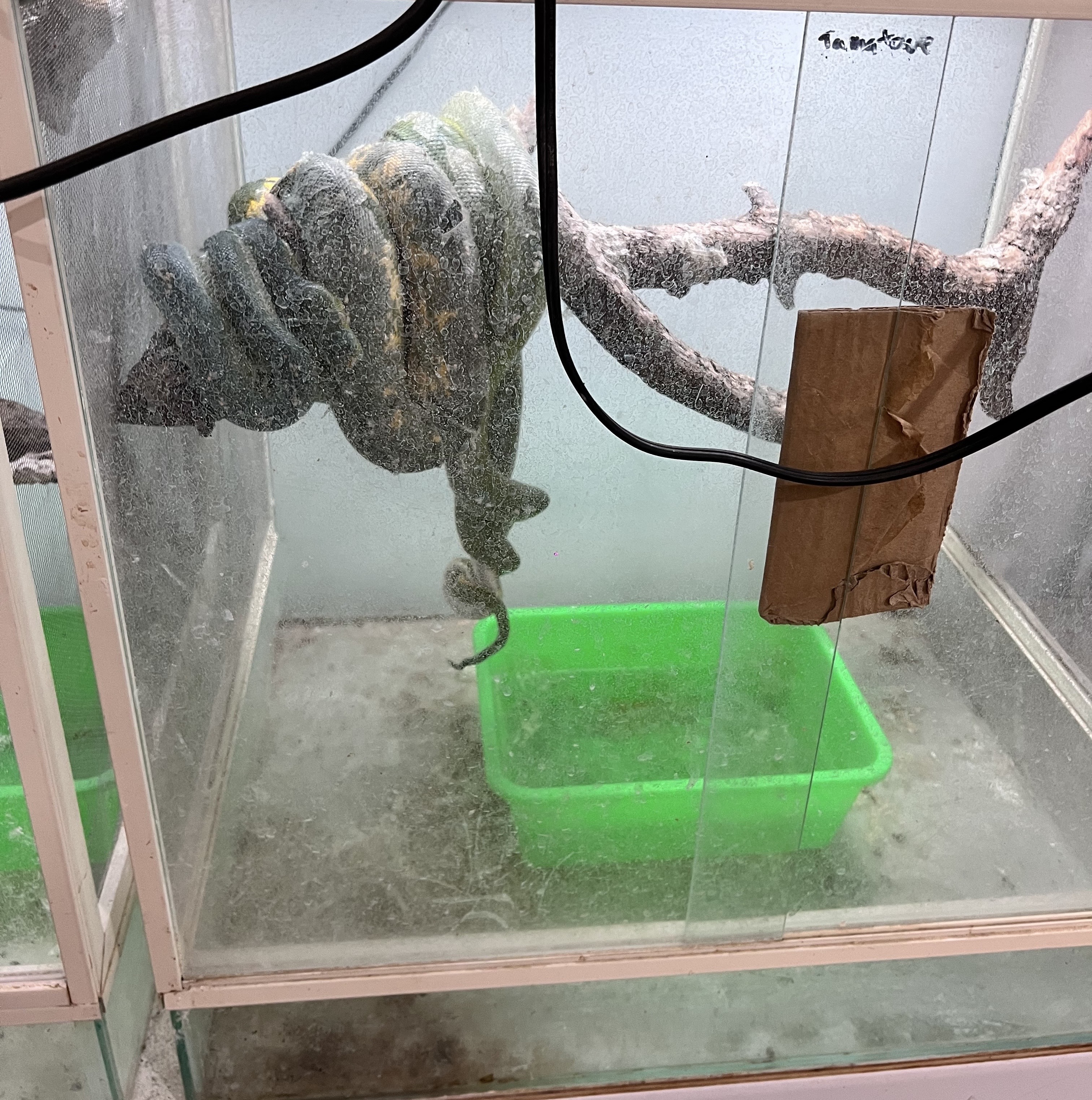 去年綠樹蟒親蛇交配紀錄