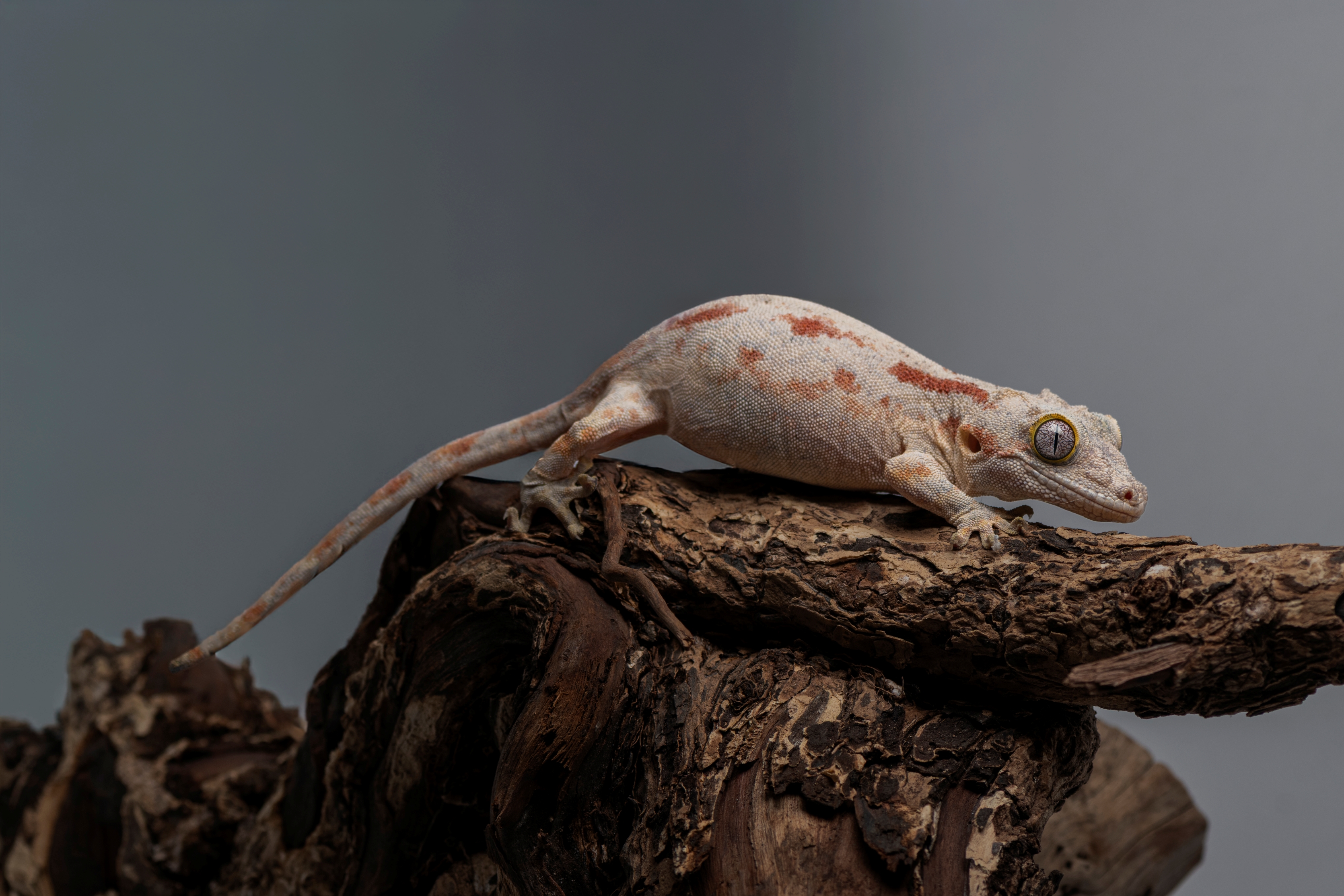 蓋勾亞守宮｜Rhacodactylus auriculatus