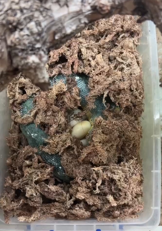 綠樹蟒母蛇在產蛋前進入水草尋找隱蔽位置