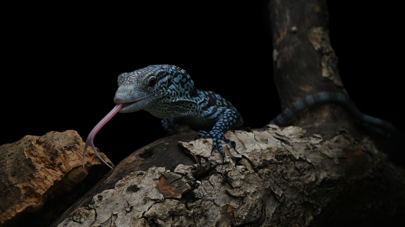 藍樹巨蜥-Varanus macraei (4).jpg