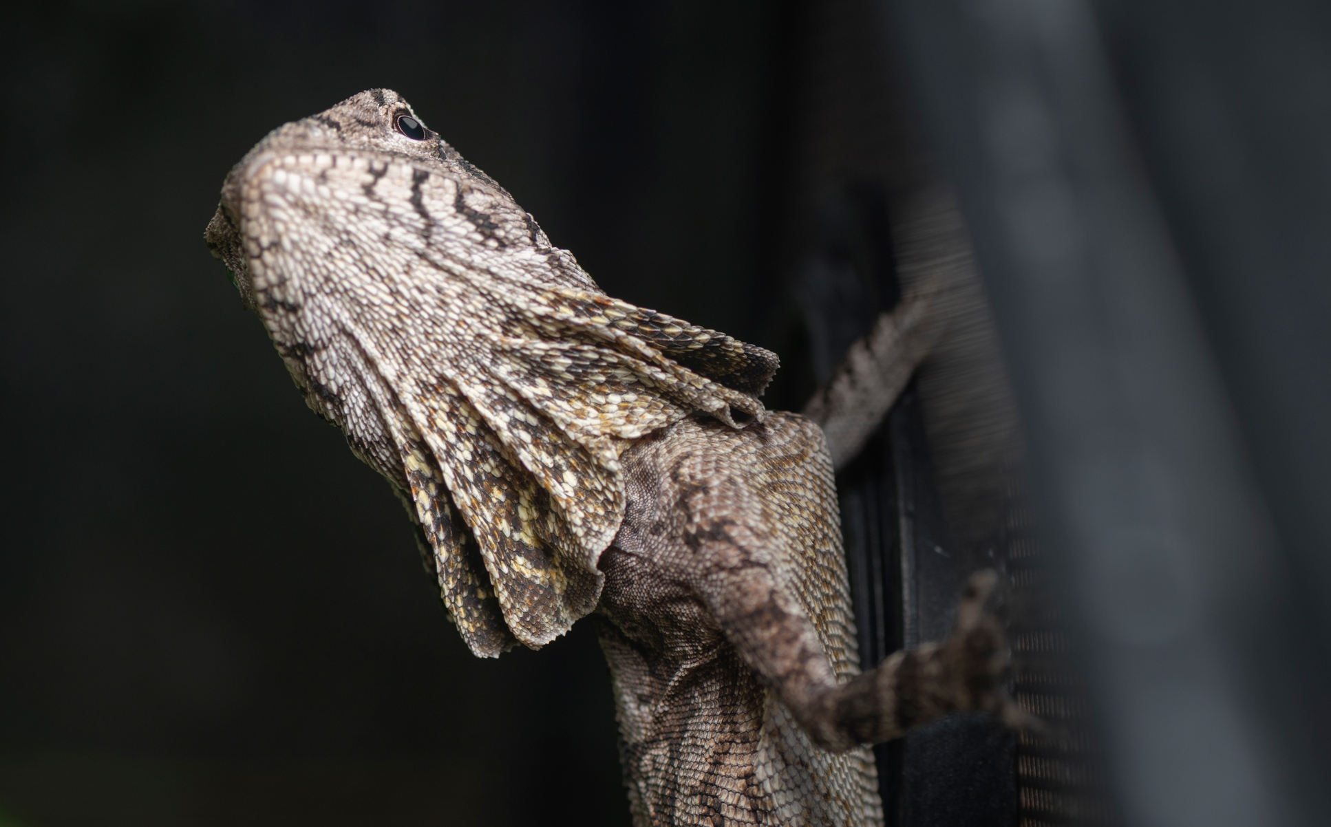 傘蜥蜴｜Chlamydosaurus kingii