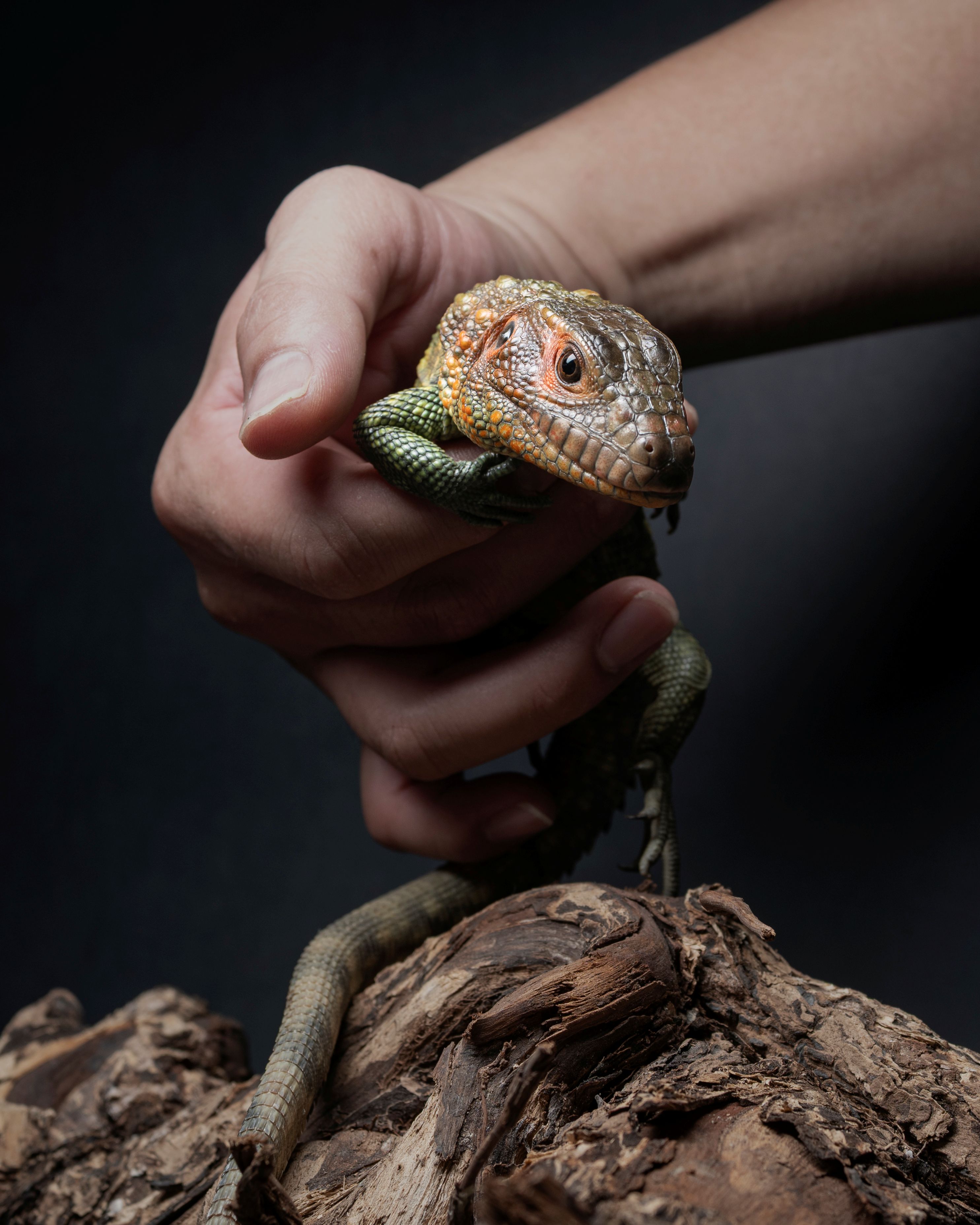 高雄爬蟲-秘魯鰐蜥-全身照