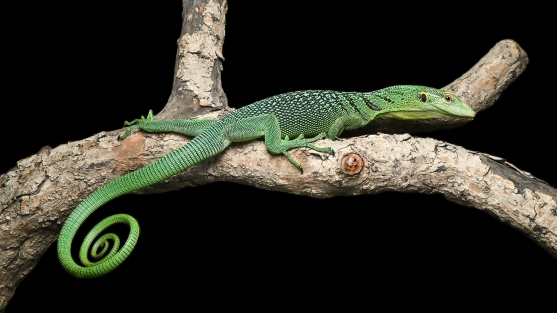 翡翠巨蜥｜Varanus prasinus (2).jpg