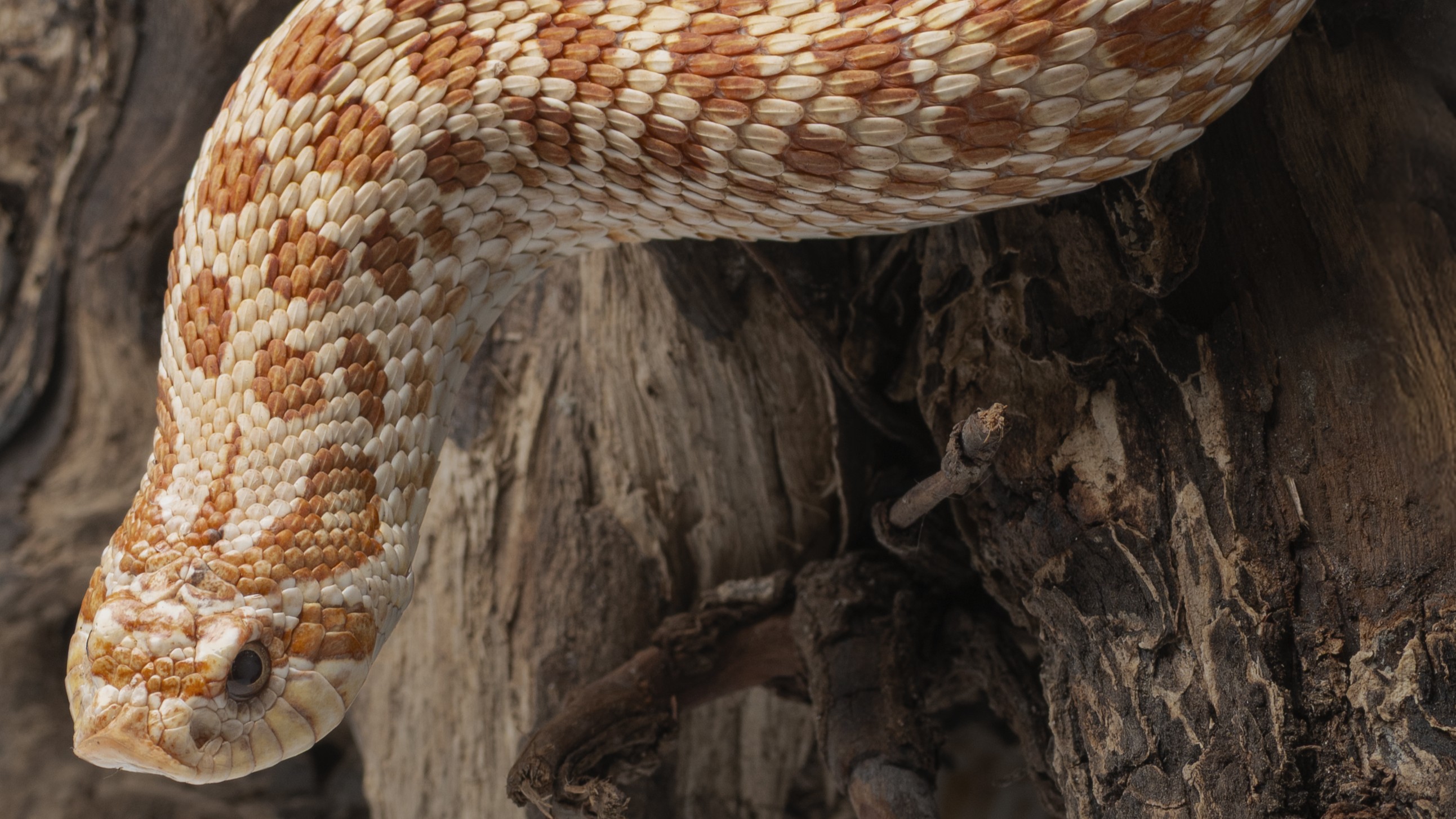 西部鼻蛇|Heterodon nasicus (1).jpeg 西部鼻蛇|Heterodon nasicus (1).jpeg