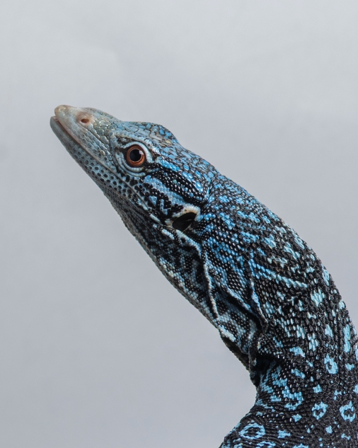 藍樹巨蜥｜Varanus macraei