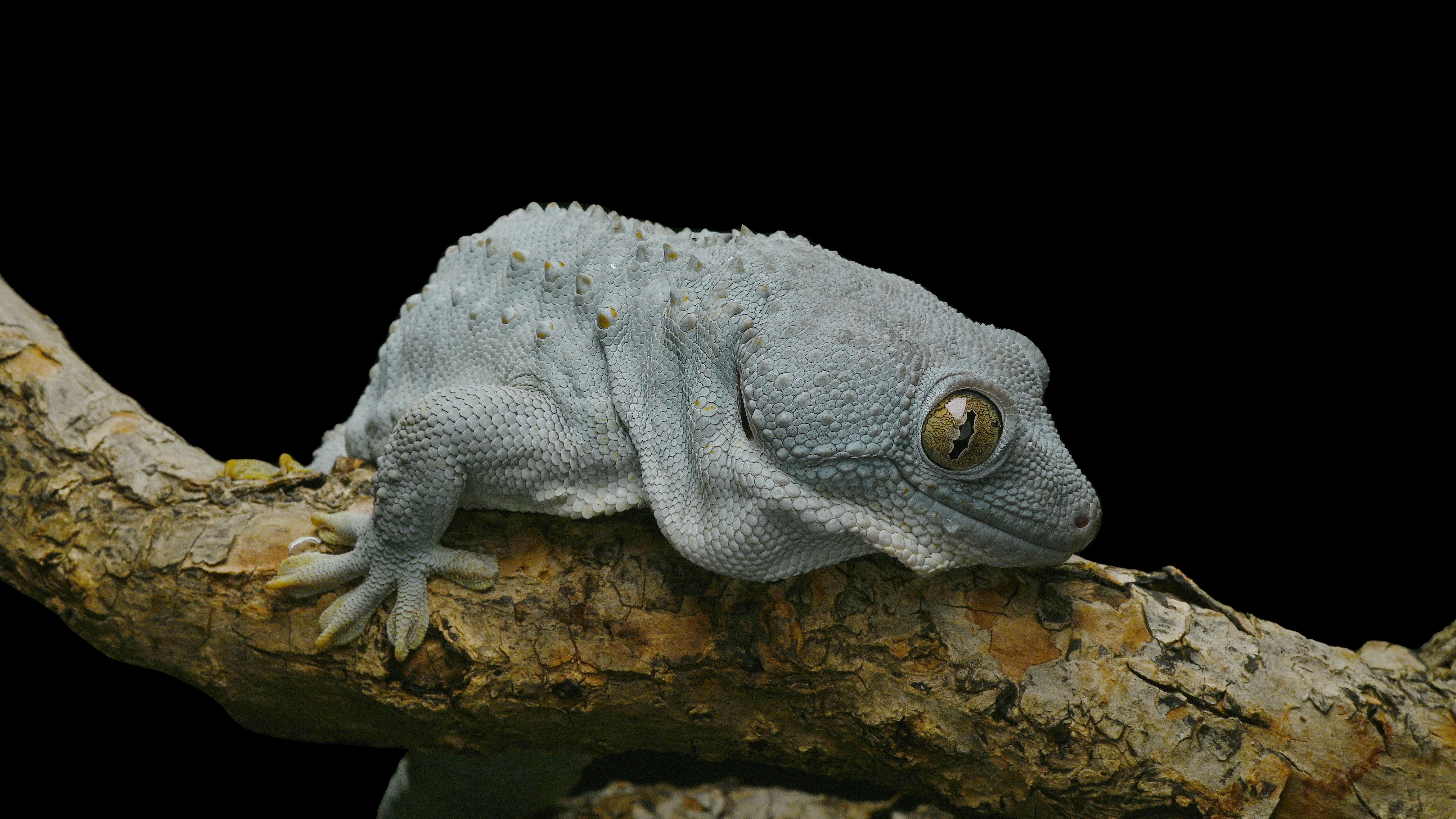 變異大守宮|Gekko gecko Morph Tokay Gecko 變異大守宮|Gekko gecko Morph Tokay Gecko