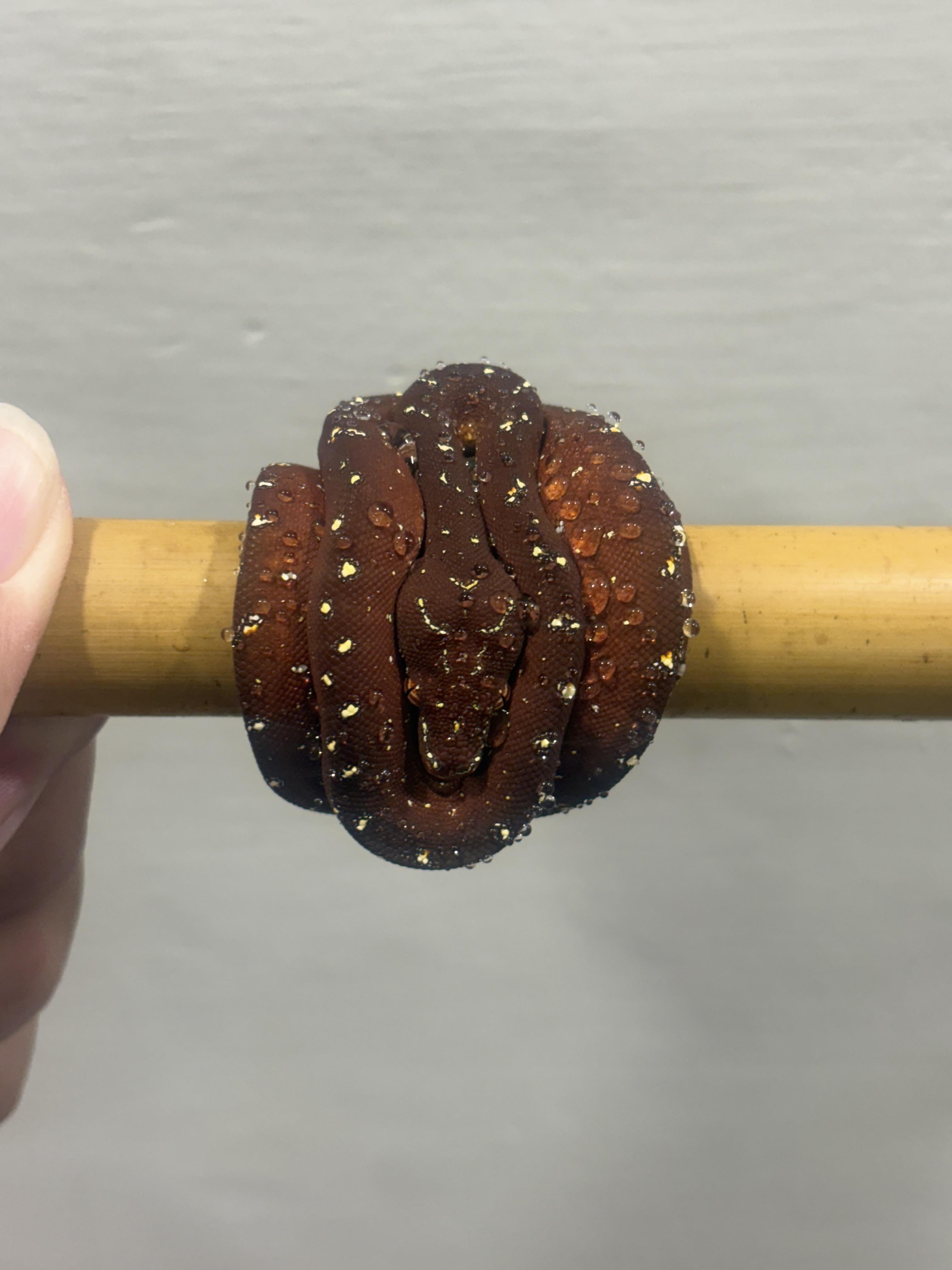 綠樹蟒幼蛇孵化後的外觀與成長紀錄