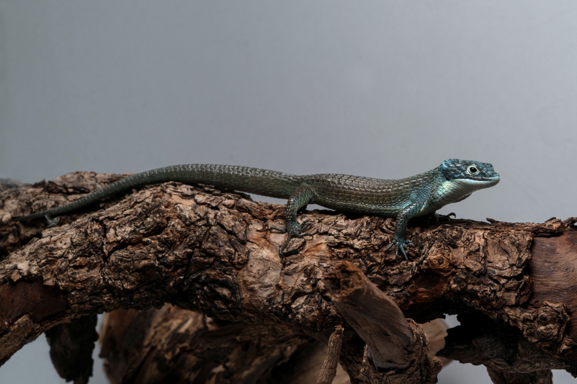 Abronia graminea morph(4).jpg