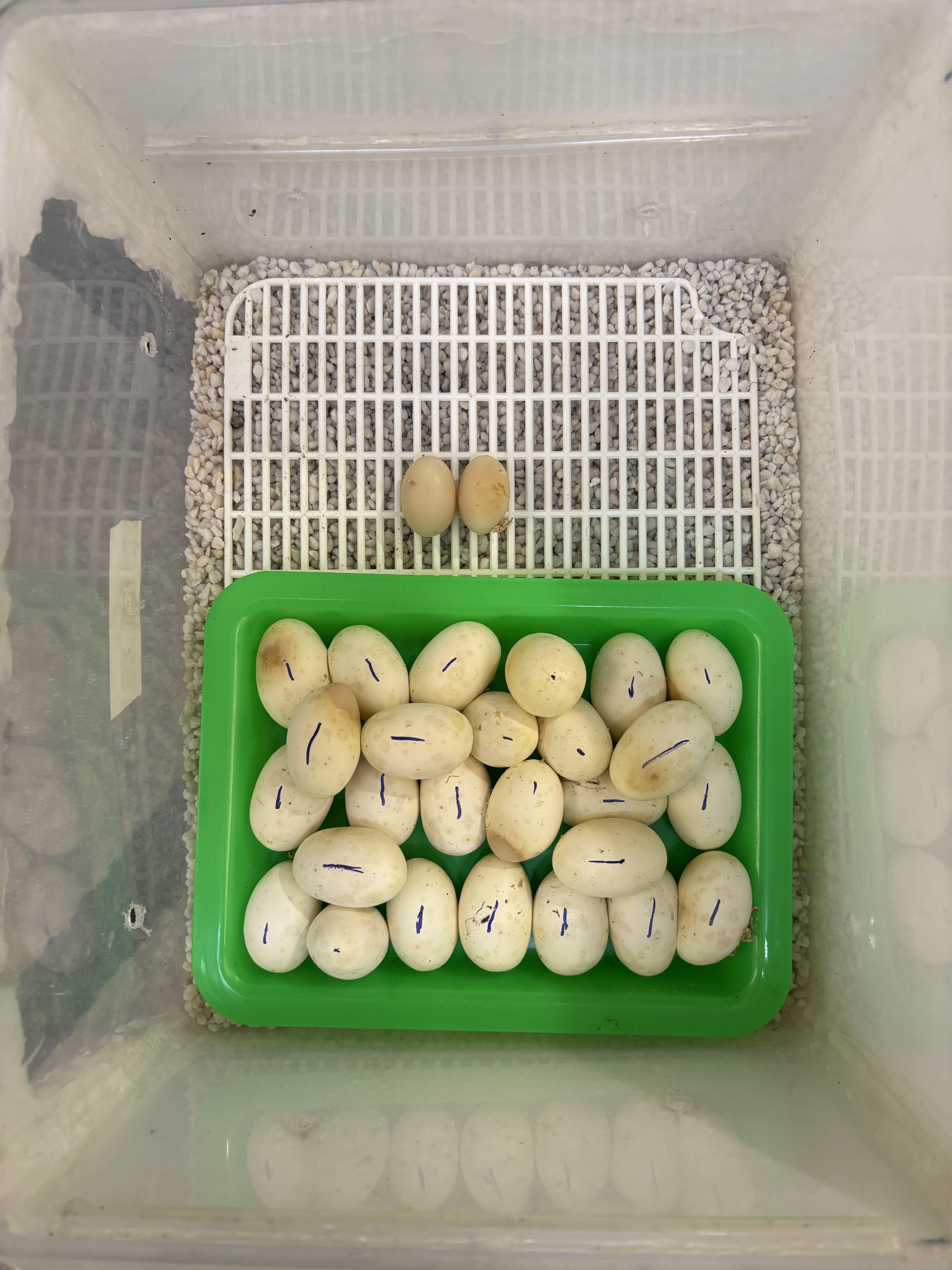 自家繁殖綠樹蟒蛇蛋移入孵化容器後的排列狀態