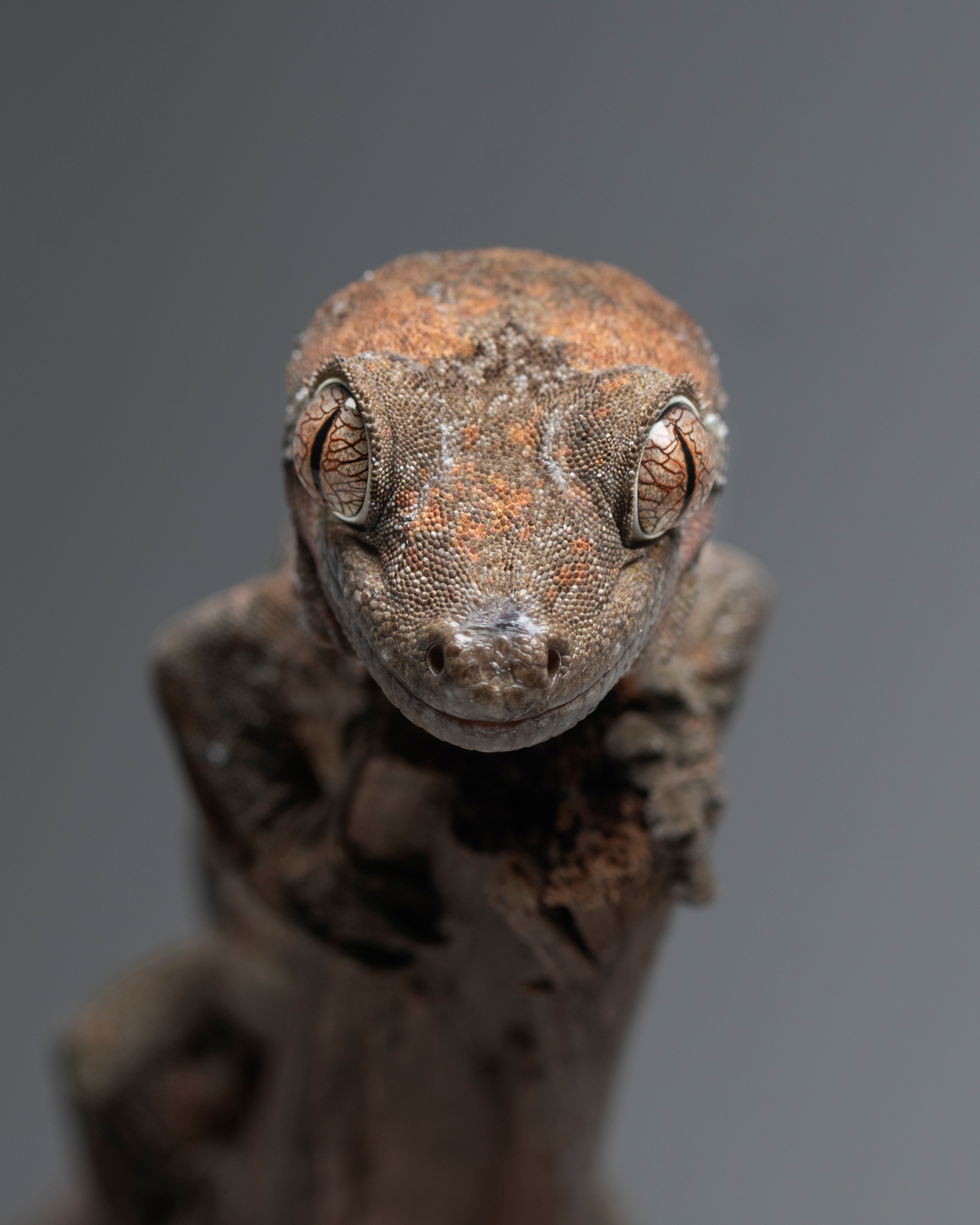 魔物守宮|Mniarogekko chahoua2