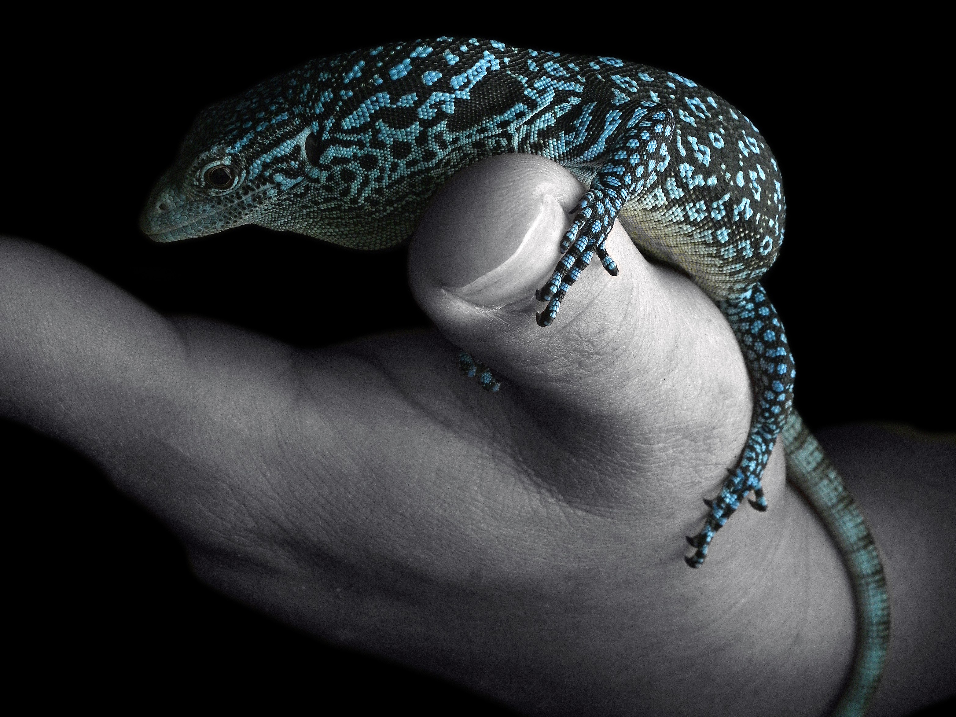 Varanus.macraei-爬蟲餐廳