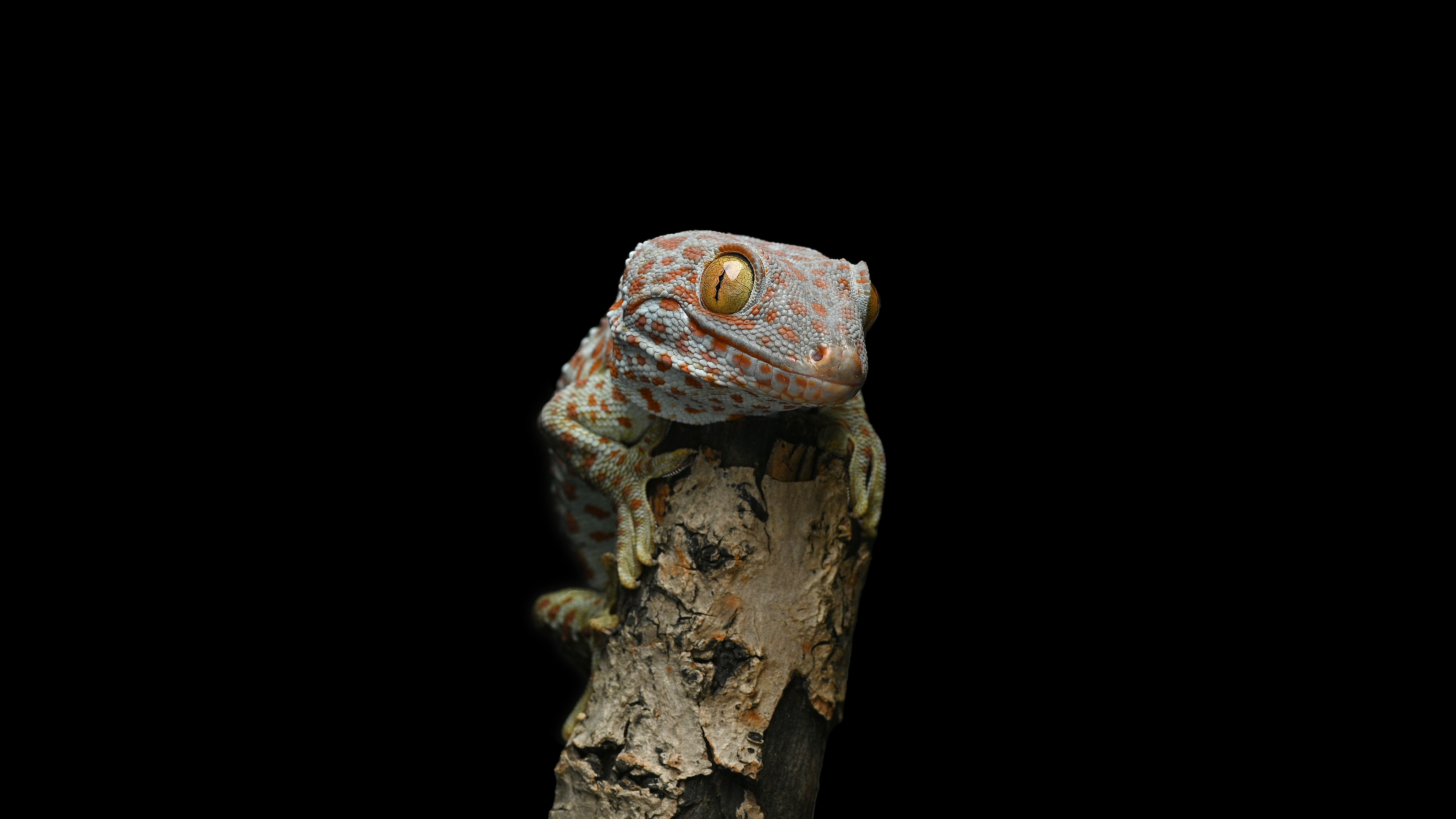 Gekko gecko-01-爬蟲餐廳