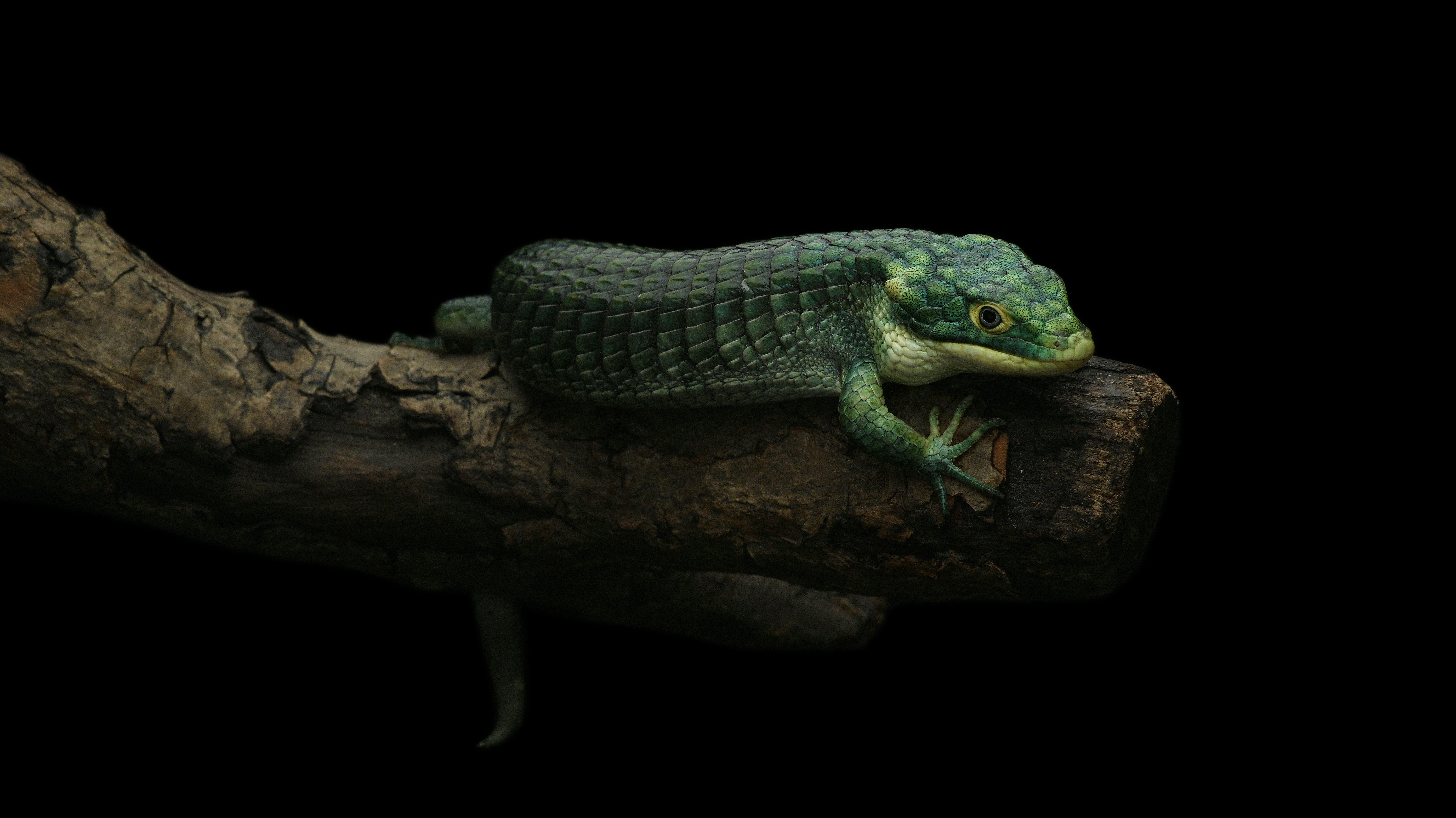 Abronia graminea.jpeg