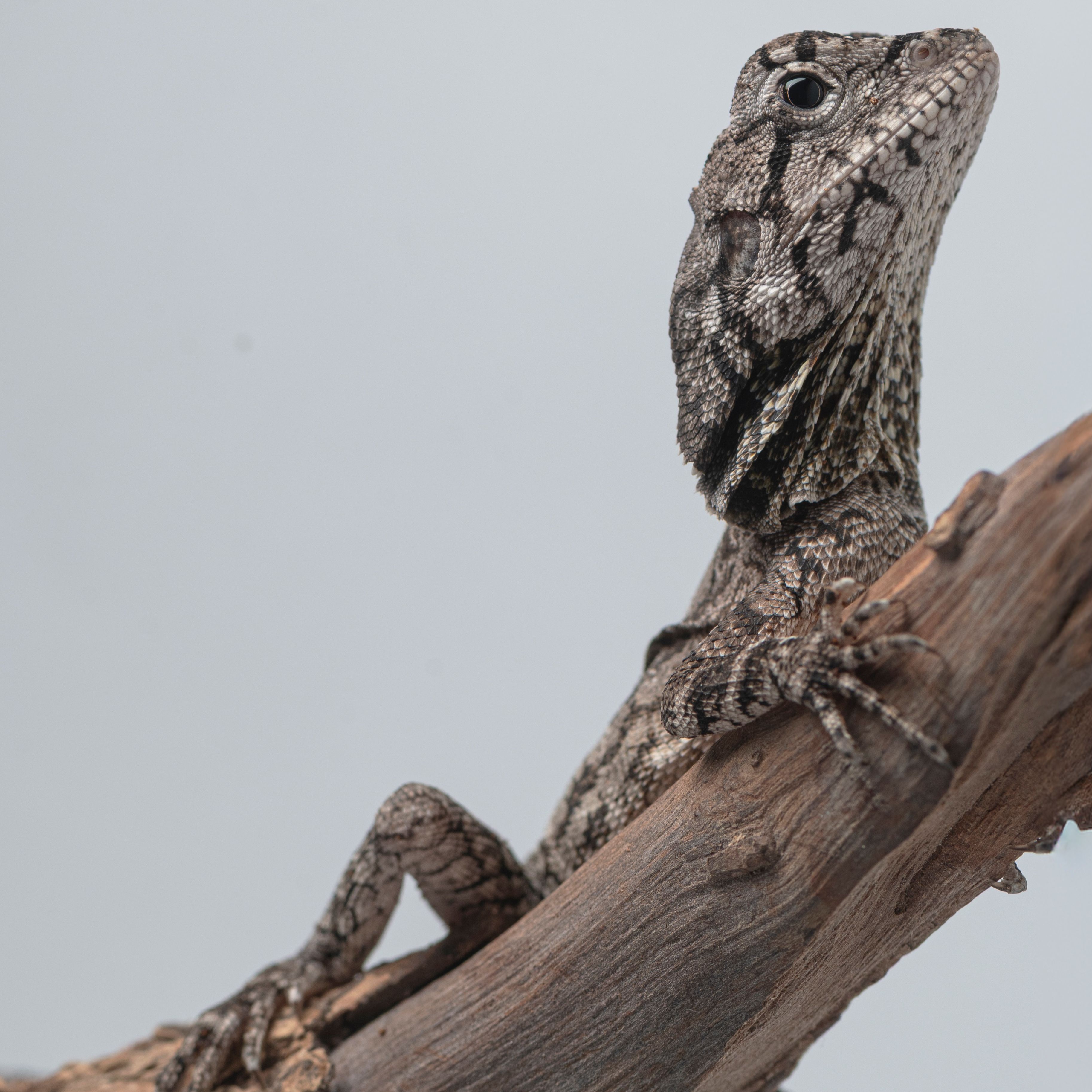 Chlamydosaurus kingii (2-1).jpg