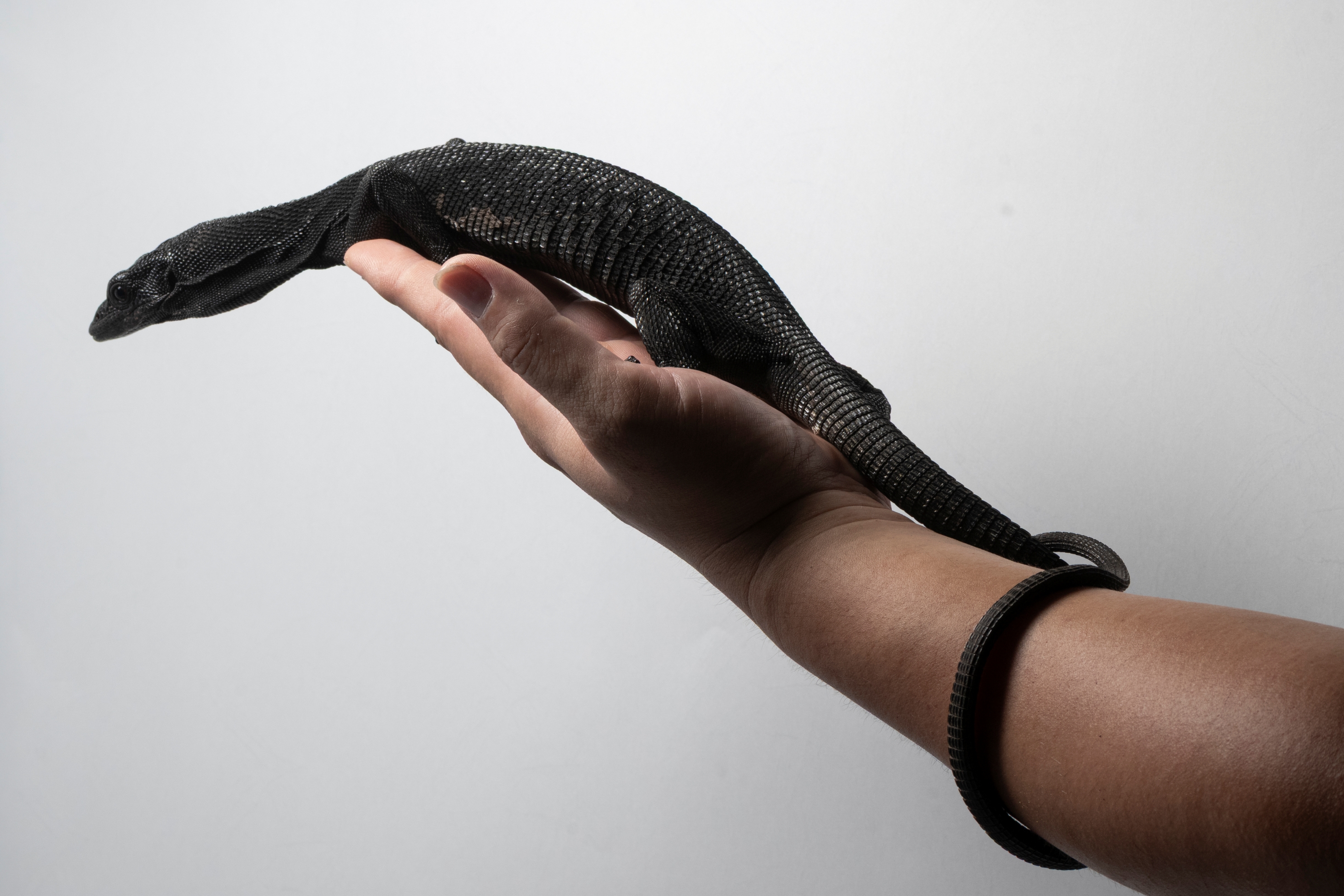 黑樹巨蜥|Varanus beccarii2