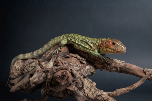 秘魯鰐蜥｜Dracaena guianensis (3).jpg