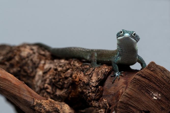 綠樹鱷蜥|Abronia graminea 綠樹鱷蜥|Abronia graminea