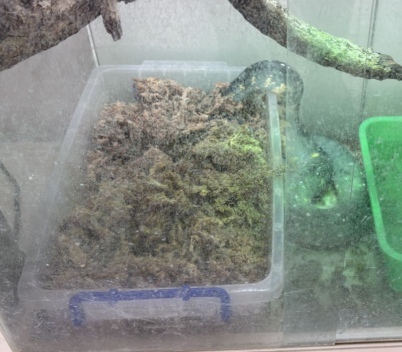 剛要進入水草時 要下蛋前-1.jpg