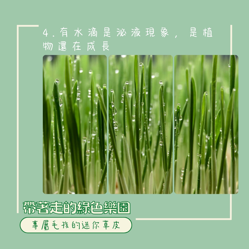 LINE_ALBUM_新版草皮上架附圖_250502_5.jpg