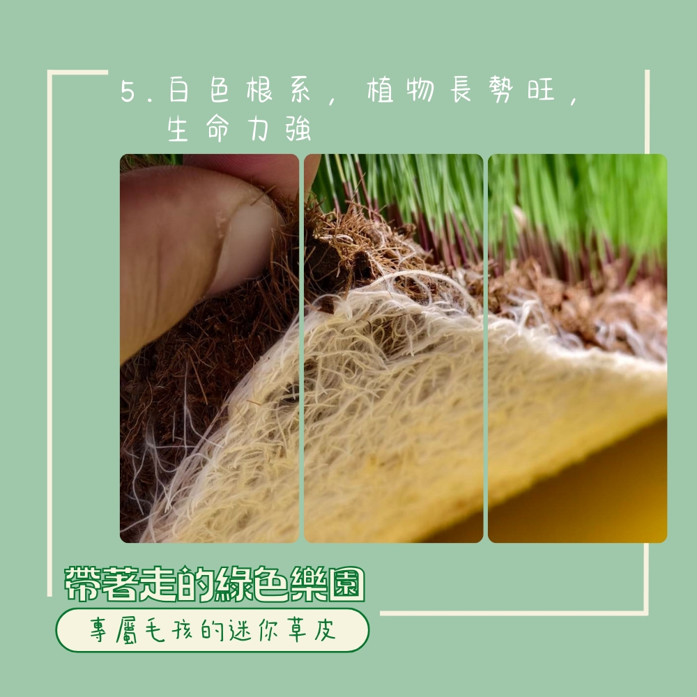 LINE_ALBUM_新版草皮上架附圖_250502_6.jpg