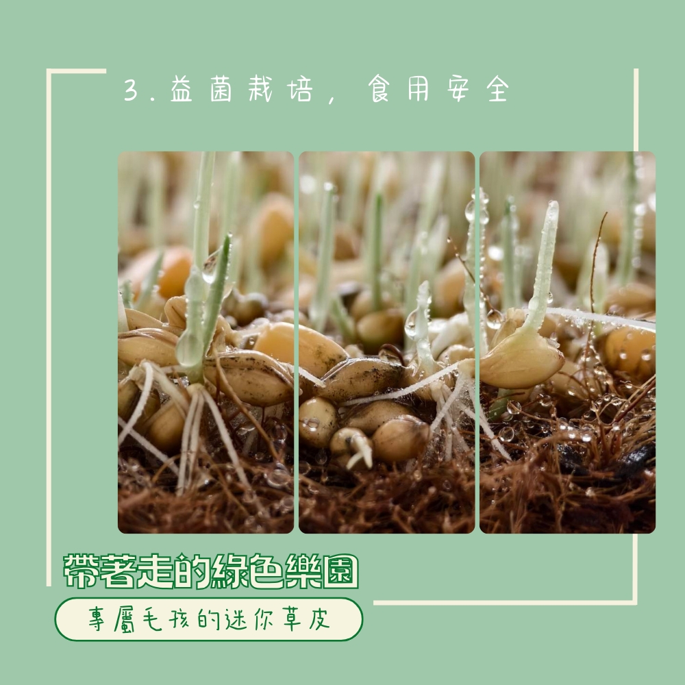 LINE_ALBUM_新版草皮上架附圖_250502_4.jpg