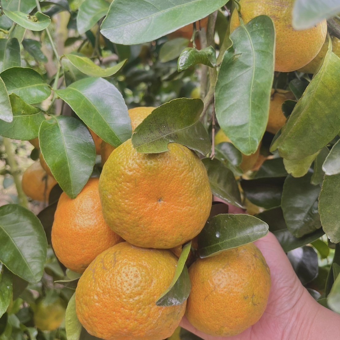 農場直送丨苗栗三灣正宗砂糖橘